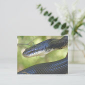 Carte postale Snake Rat Noir. (Debout devant)