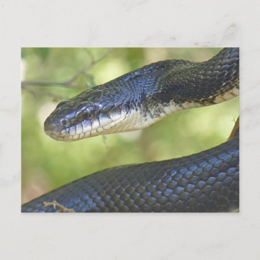 Carte postale Snake Rat Noir. (Devant)