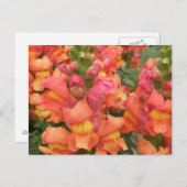 Carte postale Snapdragon (Devant / Derrière)