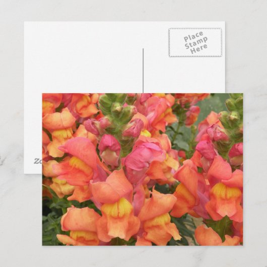 Carte postale Snapdragon (Devant / Derrière)