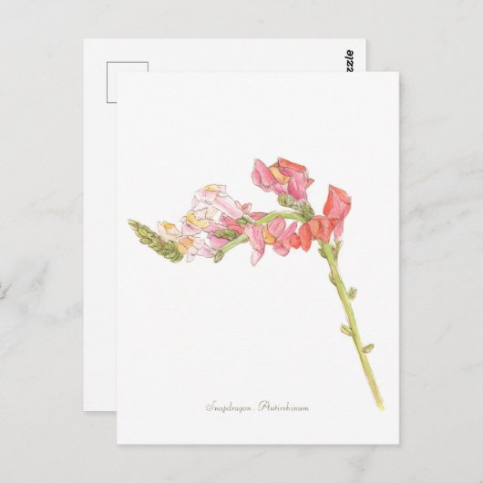 Carte postale Snapdragon (Devant / Derrière)