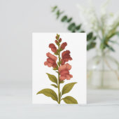 Carte Postale Snapdragon — Gracité, tromperie (Debout devant)