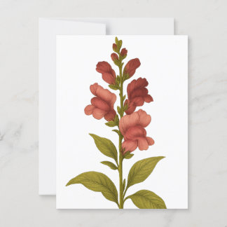 Carte Postale Snapdragon — Gracité, tromperie