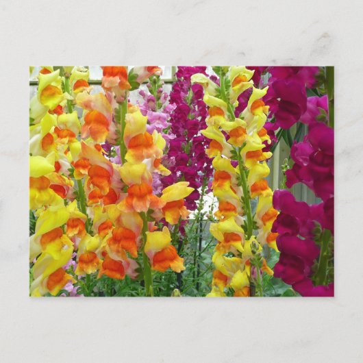 Carte Postale Snapdragons colorés floraux (Devant)