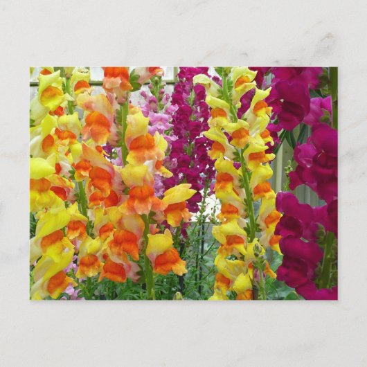 Carte Postale Snapdragons colorés floraux (Devant)