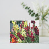 Carte Postale Snapdragons de fusées gras (Debout devant)