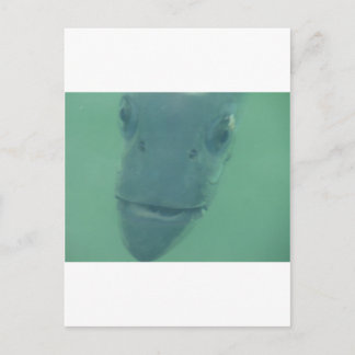 Carte Postale Snook
