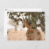 Carte Postale Snoopy Girafe (Devant / Derrière)