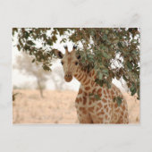 Carte Postale Snoopy Girafe (Devant)