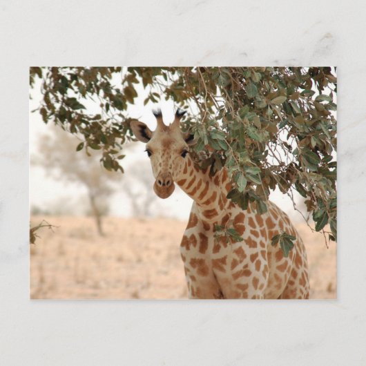 Carte Postale Snoopy Girafe (Devant)