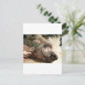Carte Postale snooser (Debout devant)