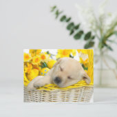 Carte Postale Snooze du printemps (Debout devant)