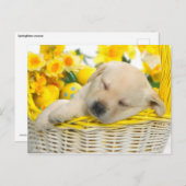 Carte Postale Snooze du printemps (Devant / Derrière)