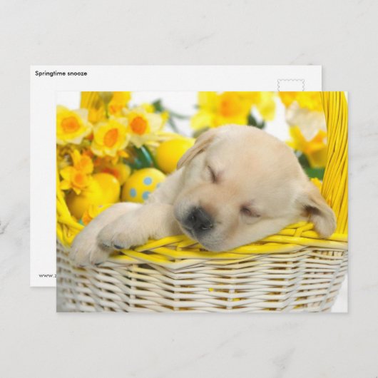 Carte Postale Snooze du printemps (Devant / Derrière)