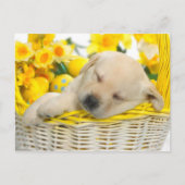 Carte Postale Snooze du printemps (Devant)