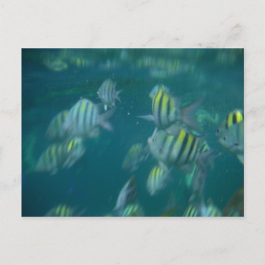 Carte Postale snorkeling (Devant)