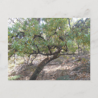 Carte Postale Snottygobale Vieux Hag Bush Arbre