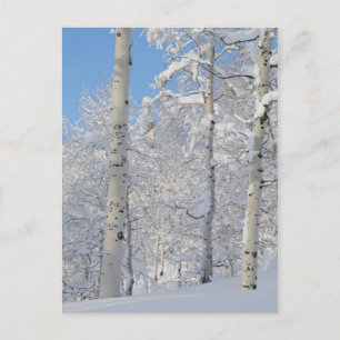 Carte Postale Snow-Covered Aspens, Beartrap-desolation Ridge