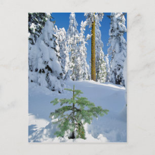 Carte Postale Snow Covered Forest in Oregon