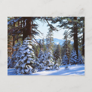 Carte Postale Snow-covered Red Fir trees in the High Sierra 2