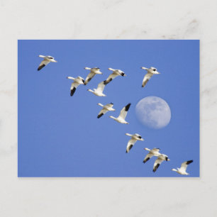 Carte Postale Snow geese take flight at Freezeout Lake NWR