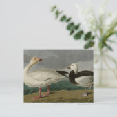 Carte Postale Snow Goose (Debout devant)