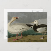 Carte Postale Snow Goose (Devant / Derrière)
