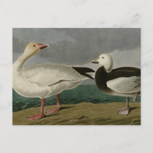 Carte Postale Snow Goose