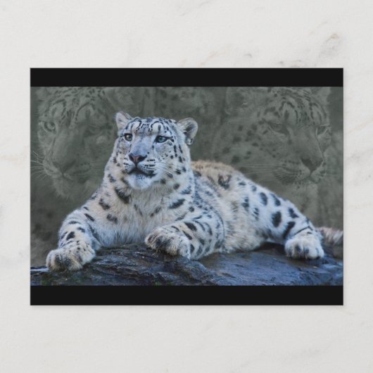 Carte postale Snow Leopard Dreams (Devant)
