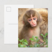 Carte Postale Snow Monkey Baby Portrait (Devant / Derrière)