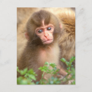 Carte Postale Snow Monkey Baby Portrait