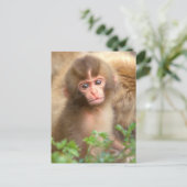 Carte Postale Snow Monkey Baby Portrait (Debout devant)