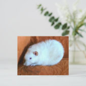 Carte postale Snowball White Rat (Debout devant)