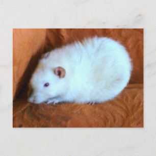 Carte postale Snowball White Rat
