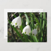 Carte Postale Snowbells (Devant / Derrière)