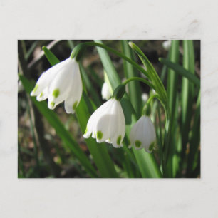 Carte Postale Snowbells