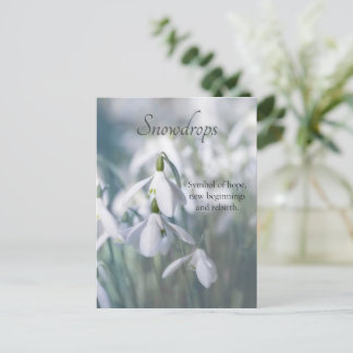 Carte Postale Snowdrops