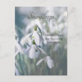 Carte Postale Snowdrops (Devant)