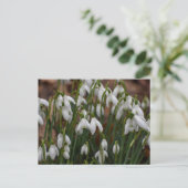 Carte Postale Snowdrops (Debout devant)