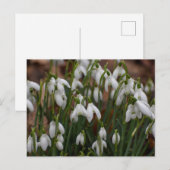 Carte Postale Snowdrops (Devant / Derrière)