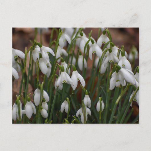Carte Postale Snowdrops (Devant)
