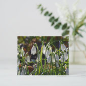Carte Postale Snowdrops (Debout devant)
