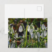Carte Postale Snowdrops (Devant / Derrière)