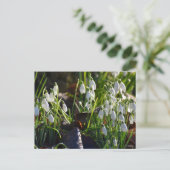 Carte Postale Snowdrops (Debout devant)