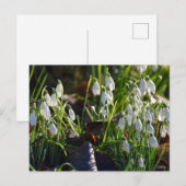 Carte Postale Snowdrops (Devant / Derrière)