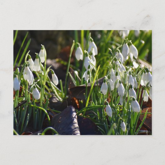 Carte Postale Snowdrops (Devant)