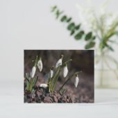 Carte postale Snowdrops (Debout devant)