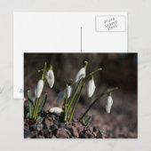 Carte postale Snowdrops (Devant / Derrière)