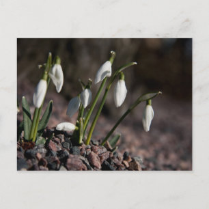 Carte postale Snowdrops