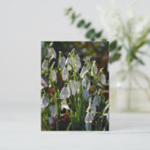 Carte Postale Snowdrops (Debout devant)